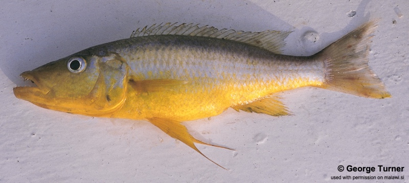 Rhamphochromis sp. 'longfin' South East Arm